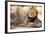 Resting lion , Kgalagadi Transfrontier Park, Kalahari, Northern Cape, South Africa, Africa-Christian Kober-Framed Photographic Print