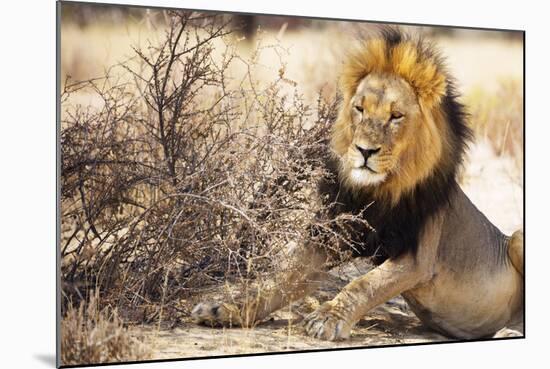 Resting lion , Kgalagadi Transfrontier Park, Kalahari, Northern Cape, South Africa, Africa-Christian Kober-Mounted Photographic Print