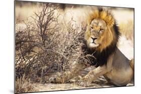 Resting lion , Kgalagadi Transfrontier Park, Kalahari, Northern Cape, South Africa, Africa-Christian Kober-Mounted Photographic Print