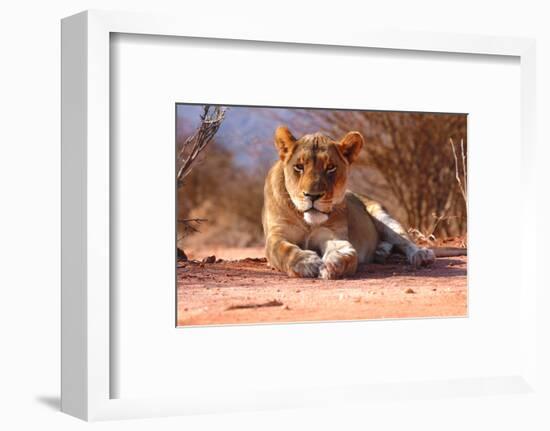 Resting lioness, 2019,-Eric Meyer-Framed Photographic Print