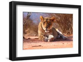 Resting lioness, 2019,-Eric Meyer-Framed Photographic Print