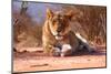 Resting lioness, 2019,-Eric Meyer-Mounted Photographic Print