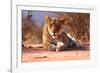 Resting lioness, 2019,-Eric Meyer-Framed Photographic Print