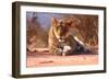 Resting lioness, 2019,-Eric Meyer-Framed Photographic Print