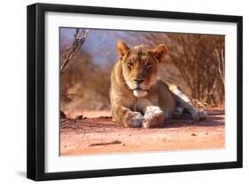 Resting lioness, 2019,-Eric Meyer-Framed Photographic Print