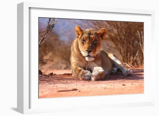 Resting lioness, 2019,-Eric Meyer-Framed Photographic Print