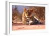 Resting lioness, 2019,-Eric Meyer-Framed Photographic Print