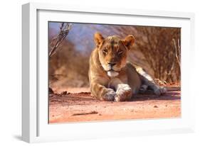 Resting lioness, 2019,-Eric Meyer-Framed Photographic Print