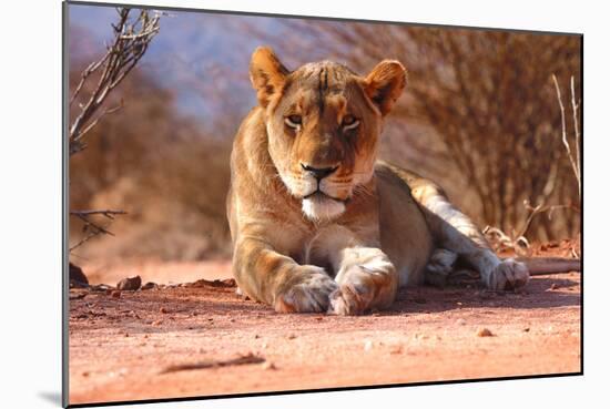 Resting lioness, 2019,-Eric Meyer-Mounted Photographic Print