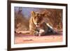 Resting lioness, 2019,-Eric Meyer-Framed Photographic Print