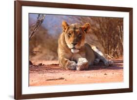 Resting lioness, 2019,-Eric Meyer-Framed Photographic Print