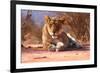 Resting lioness, 2019,-Eric Meyer-Framed Photographic Print