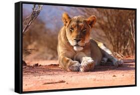 Resting lioness, 2019,-Eric Meyer-Framed Stretched Canvas