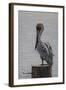 Resting Pelican-Bruce Dumas-Framed Giclee Print