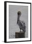 Resting Pelican-Bruce Dumas-Framed Giclee Print