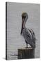Resting Pelican-Bruce Dumas-Stretched Canvas
