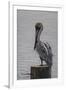 Resting Pelican-Bruce Dumas-Framed Giclee Print