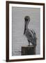 Resting Pelican-Bruce Dumas-Framed Giclee Print