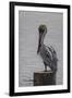 Resting Pelican-Bruce Dumas-Framed Giclee Print