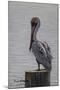 Resting Pelican-Bruce Dumas-Mounted Giclee Print