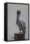 Resting Pelican-Bruce Dumas-Framed Stretched Canvas