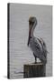 Resting Pelican-Bruce Dumas-Stretched Canvas