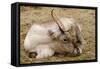 Resting Reindeer-DavidVinot-Framed Stretched Canvas