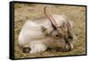 Resting Reindeer-DavidVinot-Framed Stretched Canvas