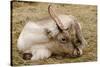 Resting Reindeer-DavidVinot-Stretched Canvas