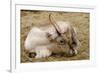 Resting Reindeer-DavidVinot-Framed Photographic Print
