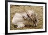 Resting Reindeer-DavidVinot-Framed Photographic Print