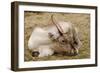 Resting Reindeer-DavidVinot-Framed Photographic Print