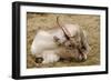 Resting Reindeer-DavidVinot-Framed Photographic Print