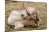 Resting Reindeer-DavidVinot-Mounted Photographic Print