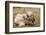 Resting Reindeer-DavidVinot-Framed Photographic Print