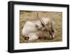 Resting Reindeer-DavidVinot-Framed Photographic Print