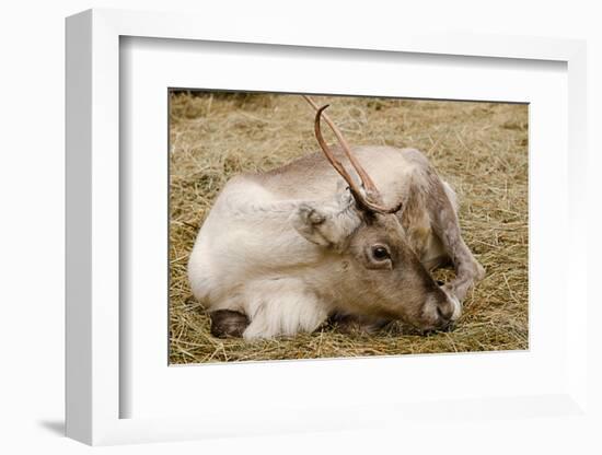 Resting Reindeer-DavidVinot-Framed Photographic Print