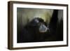 Resting Siamang Ape-Jai Johnson-Framed Giclee Print