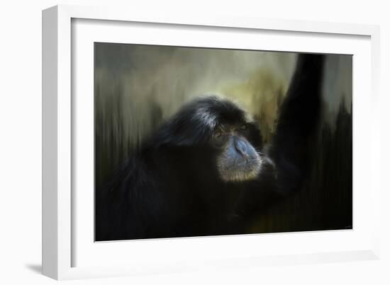 Resting Siamang Ape-Jai Johnson-Framed Giclee Print