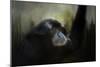 Resting Siamang Ape-Jai Johnson-Mounted Giclee Print