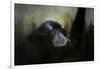 Resting Siamang Ape-Jai Johnson-Framed Giclee Print