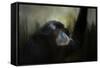 Resting Siamang Ape-Jai Johnson-Framed Stretched Canvas