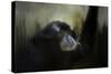 Resting Siamang Ape-Jai Johnson-Stretched Canvas