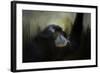 Resting Siamang Ape-Jai Johnson-Framed Giclee Print