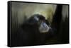 Resting Siamang Ape-Jai Johnson-Framed Stretched Canvas