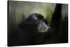 Resting Siamang Ape-Jai Johnson-Stretched Canvas