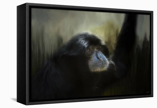 Resting Siamang Ape-Jai Johnson-Framed Stretched Canvas