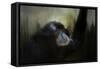 Resting Siamang Ape-Jai Johnson-Framed Stretched Canvas