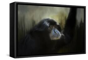 Resting Siamang Ape-Jai Johnson-Framed Stretched Canvas