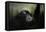 Resting Siamang Ape-Jai Johnson-Framed Stretched Canvas